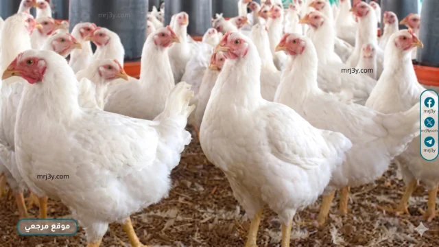 أسعار الدواجن في كفر الشيخ