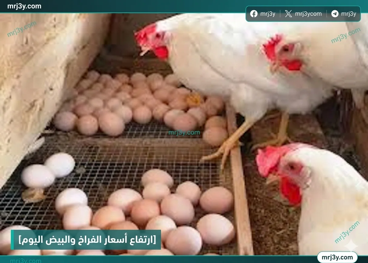 أسعار الدواجن في مصر