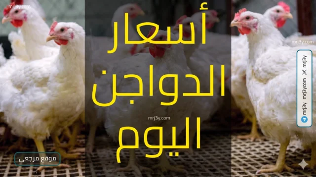 أسعار الدواجن في مصر تقفز مجددًا اليوم 30 أبريل 2026 وسط تحركات حكومية لدعم القطاع