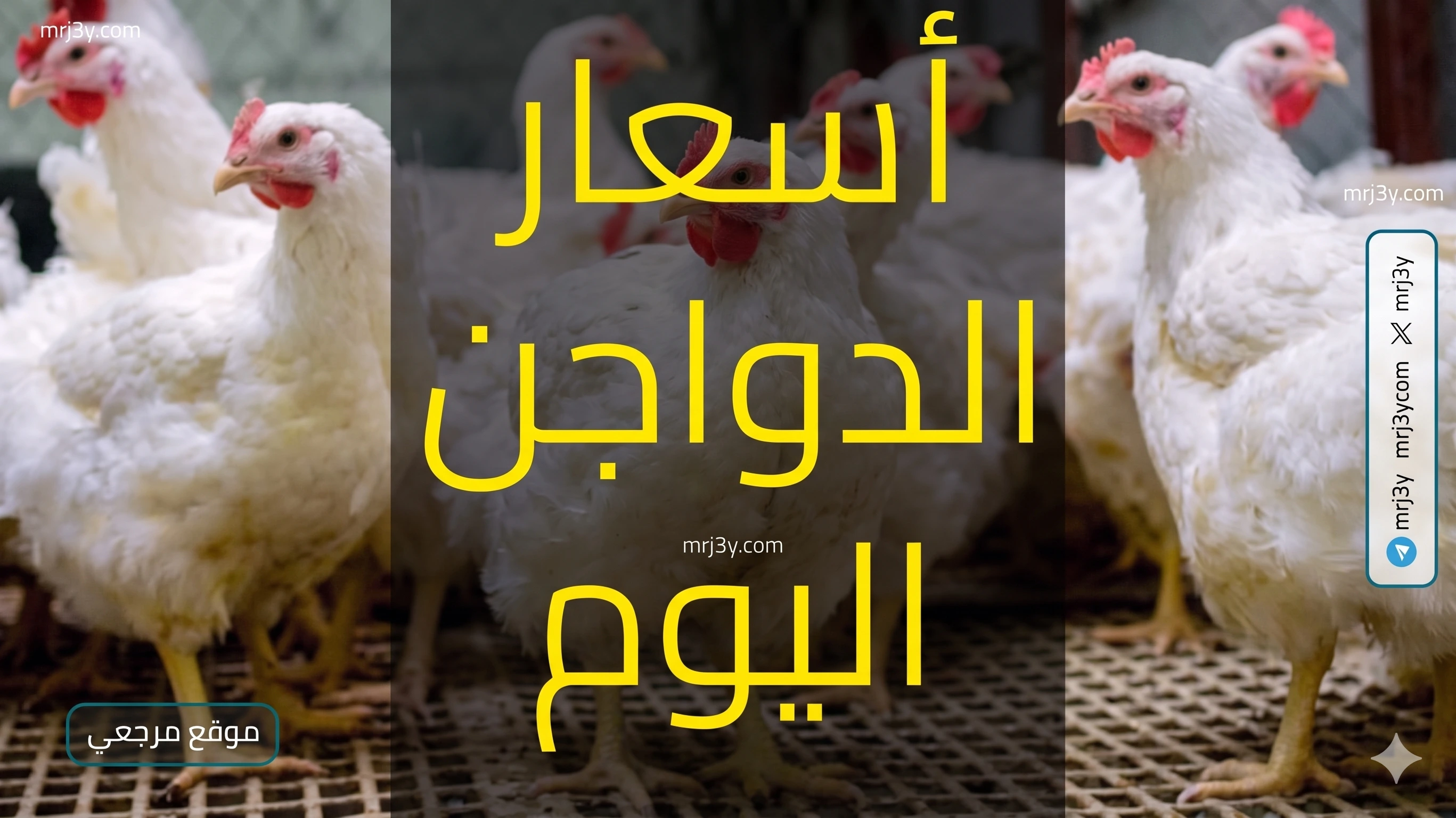 أسعار الدواجن في مصر تقفز مجددًا اليوم 30 أبريل 2026 وسط تحركات حكومية لدعم القطاع