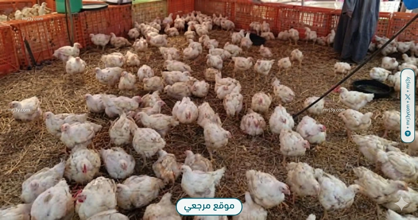أسعار الفراخ