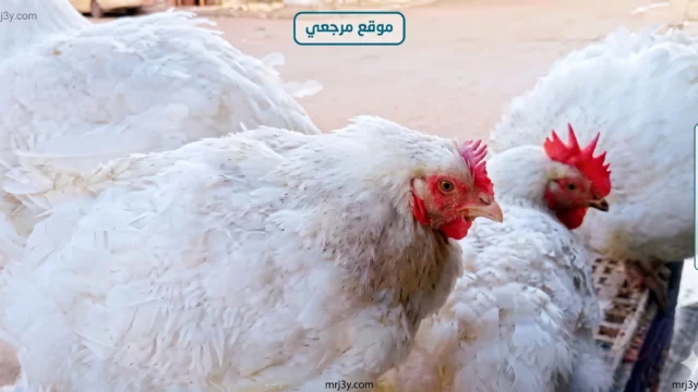 أسعار الفراخ البيضاء اليوم