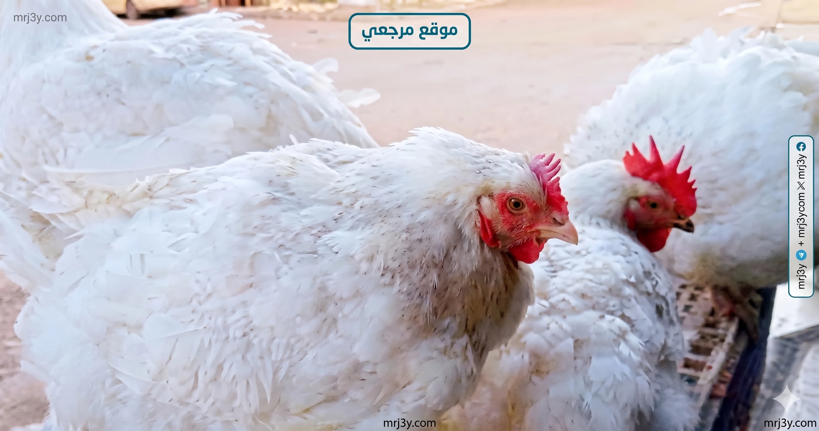 أسعار الفراخ البيضاء اليوم