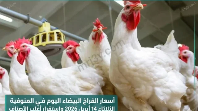 سعر الفراخ البيضاء اليوم
