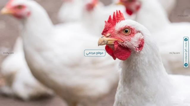 أسعار الفراخ اليوم الأربعاء 29 أبريل 2026 تتحرك مجددا بين المزارع والأسواق