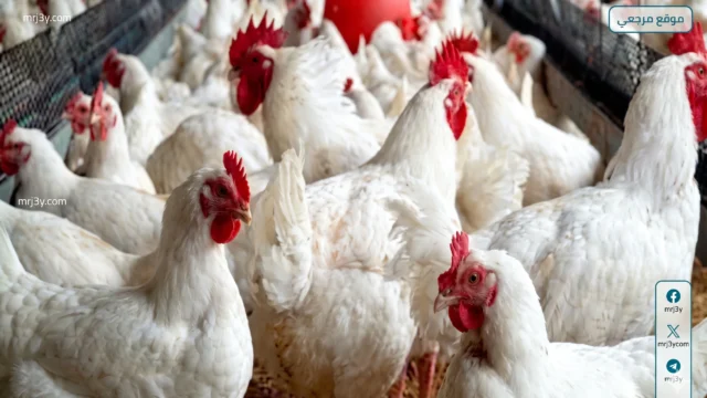 أسعار الفراخ اليوم