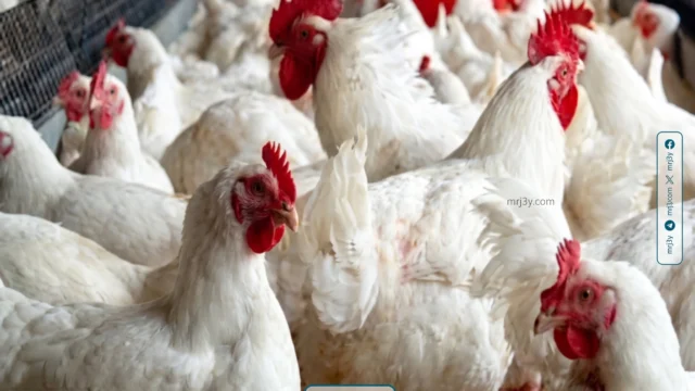 أسعار الفراخ اليوم في الأقصر