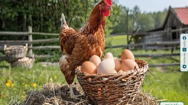 أسعار الفراخ والبيض اليوم