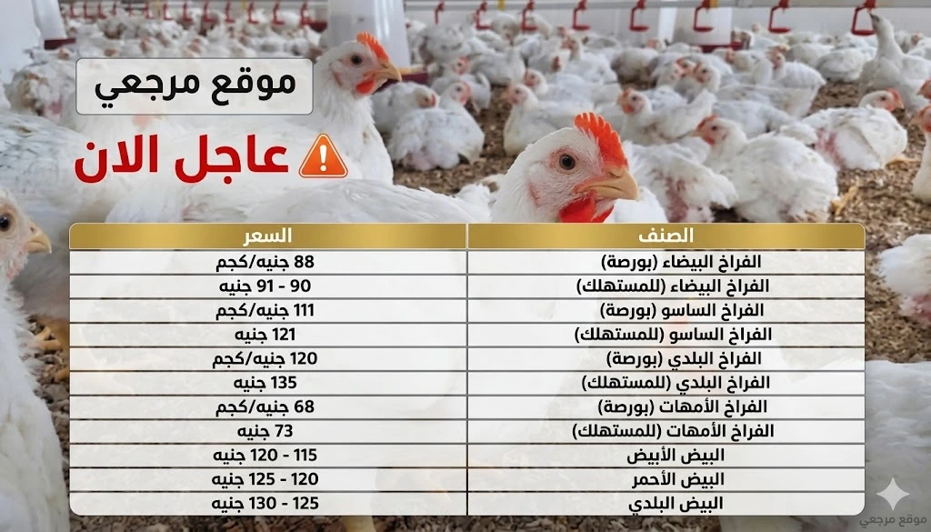 أسعار الفراخ والبيض اليوم الأحد 12 أبريل 2026 تستقر بالأسواق مع وفرة المعروض