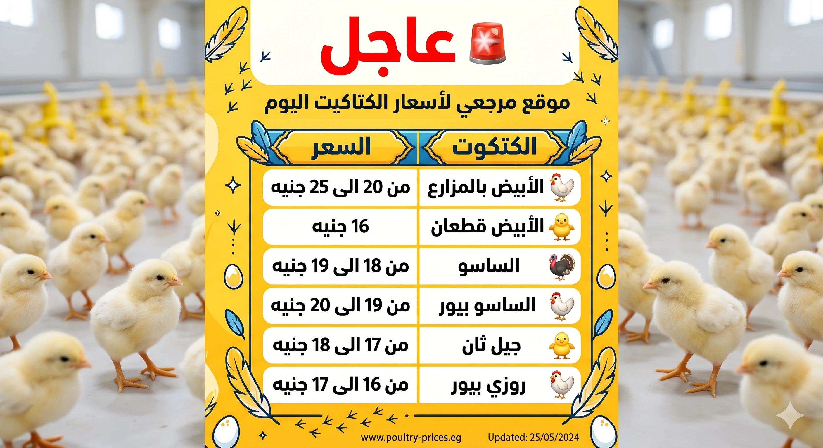 أسعار الكتاكيت البيضاء