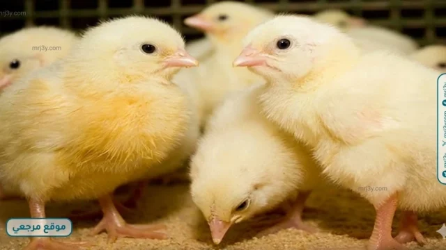 أسعار الكتاكيت اليوم