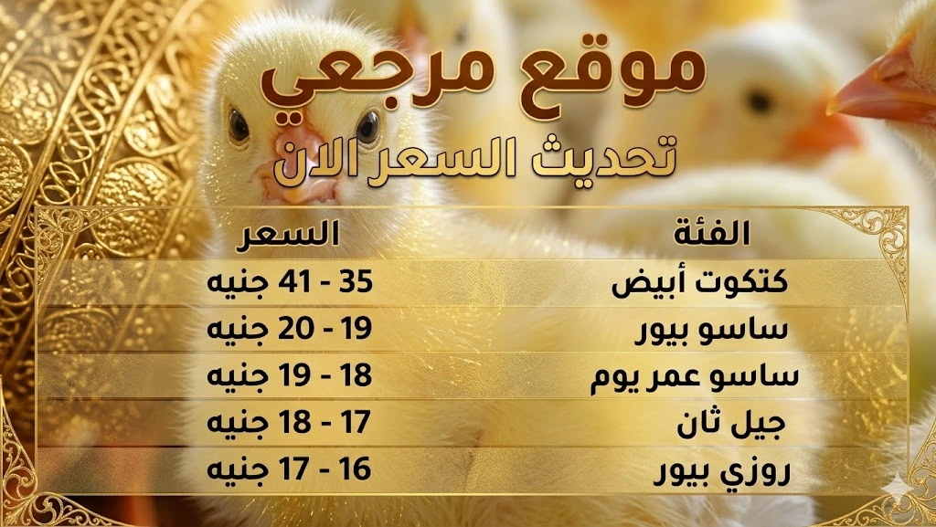 أسعار الكتاكيت اليوم