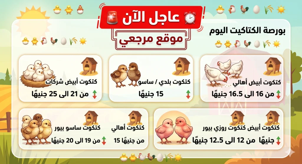 أسعار الكتاكيت اليوم