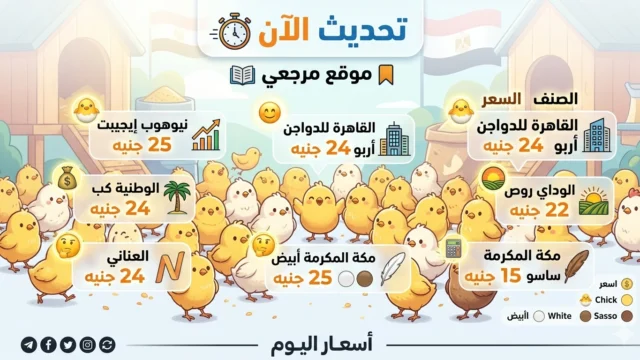 أسعار الكتاكيت اليوم