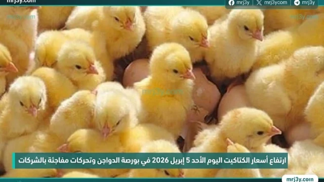 أسعار الكتاكيت اليوم