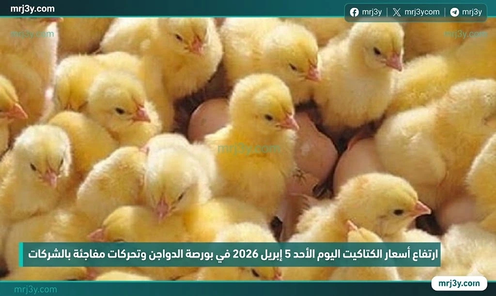 أسعار الكتاكيت اليوم