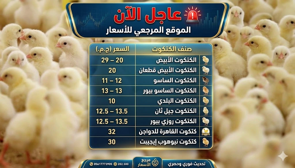 أسعار الكتاكيت اليوم الثلاثاء 7 أبريل 2026 تسجل تبايناً واسعاً بين الشركات والأسواق المحلية