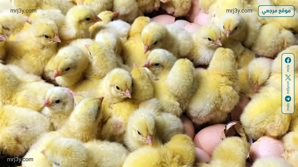 أسعار الكتاكيت اليوم في مصر.. الأبيض والساسو بعد التحديث الأخير