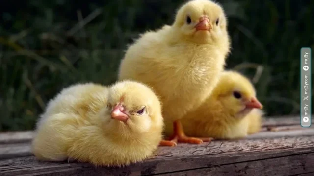 أسعار الكتكوت اليوم