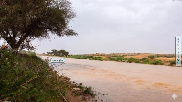 أمطار القصيم تنعش البحث عن العرجون في البر