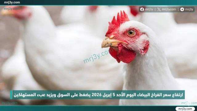 سعر الفراخ البيضا اليوم