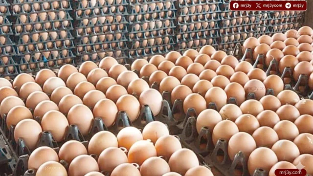 استقرار سعر كرتونة البيض اليوم في الأسواق.. تعرف على أسعار الجملة والتجزئة