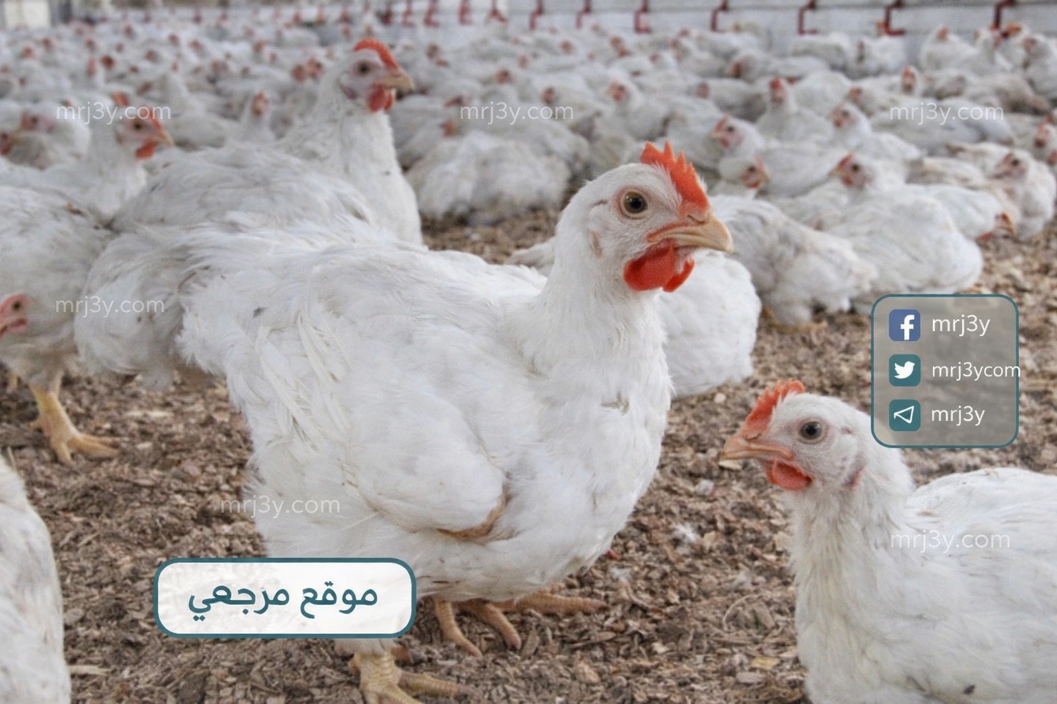اسعار الدواجن اليوم