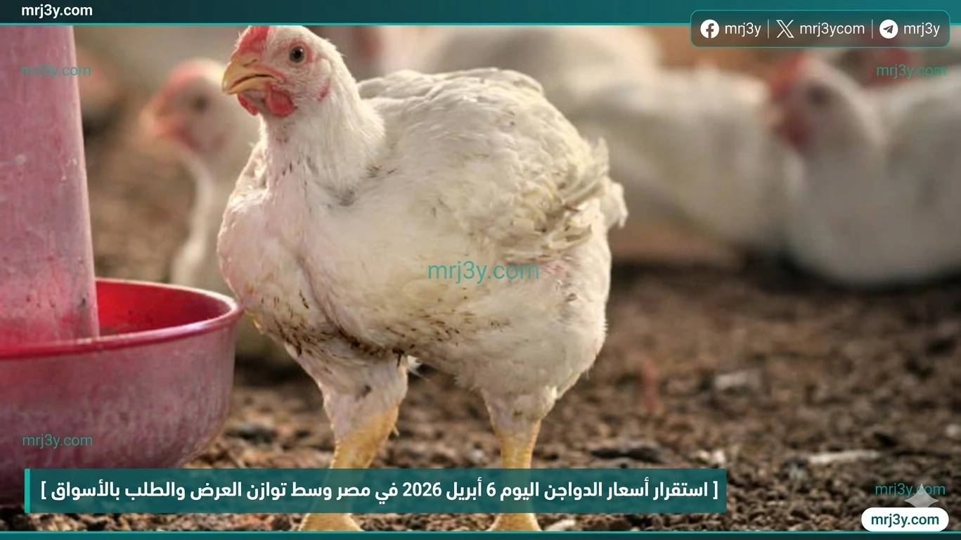 اسعار الفراخ البلدي