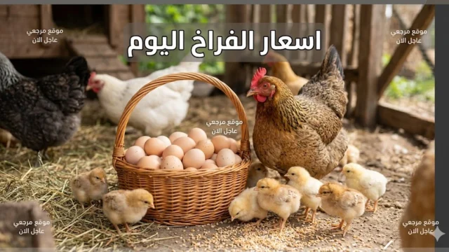 اسعار الفراخ البيضاء اليوم