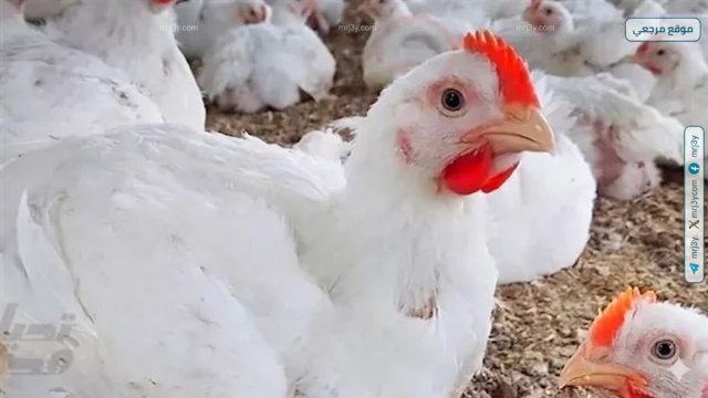 اسعار الفراخ البيضاء اليوم السبت 18 أبريل 2026 تتراجع والبيض يواصل الصعود