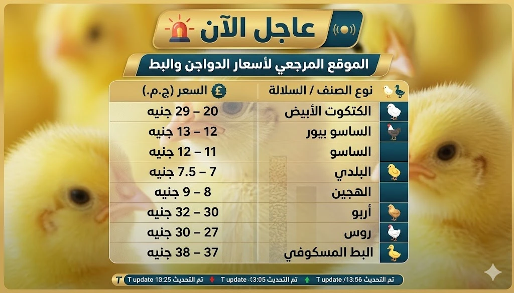 اسعار الكتاكيت اليوم