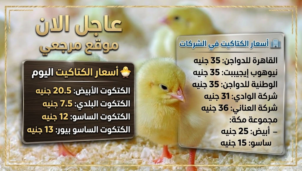 اسعار الكتاكيت اليوم