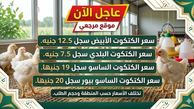 اسعار الكتاكيت اليوم