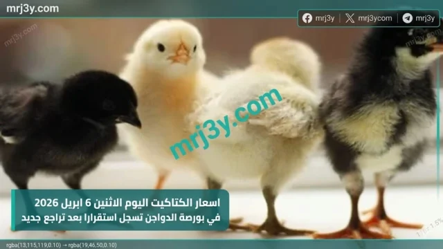 اسعار الكتاكيت اليوم