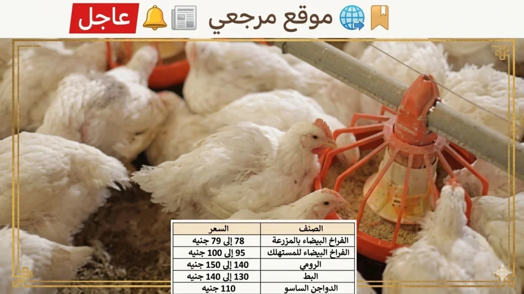 الآن سعر الفراخ البيضاء اليوم للمستهلك داخل المحلات والأسواق