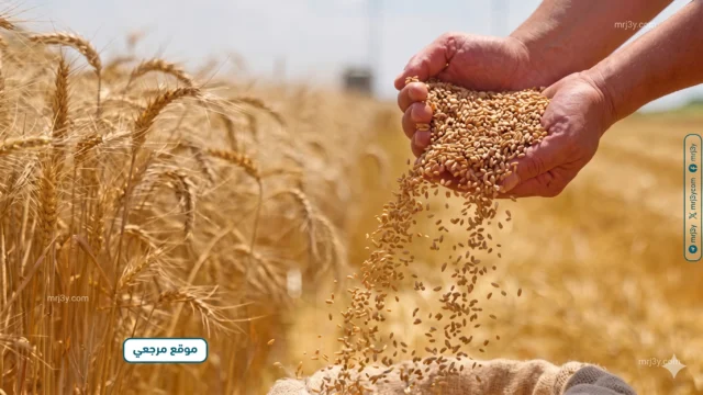 التموين تستلم 81 ألف طن قمح