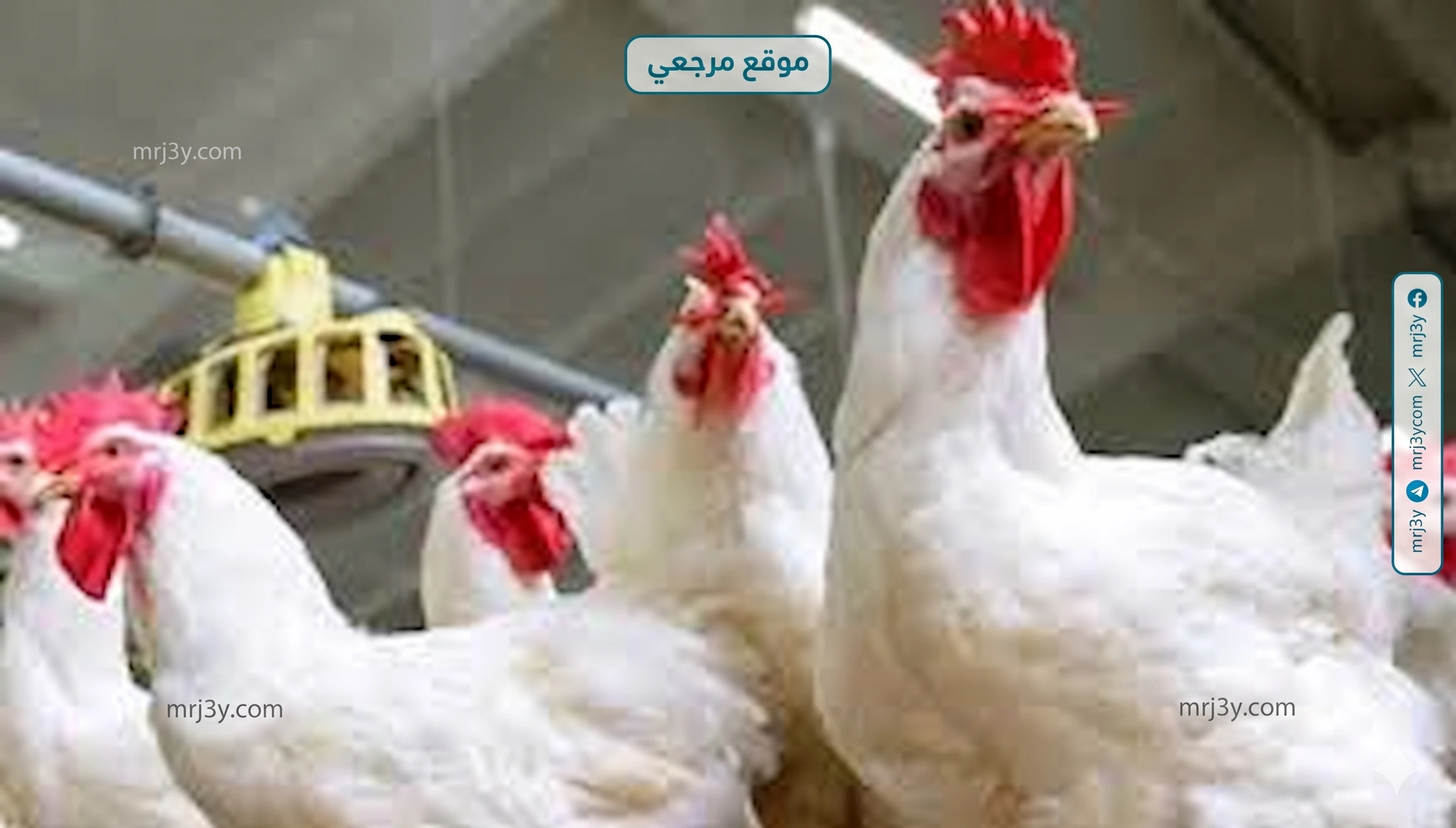 الفراخ