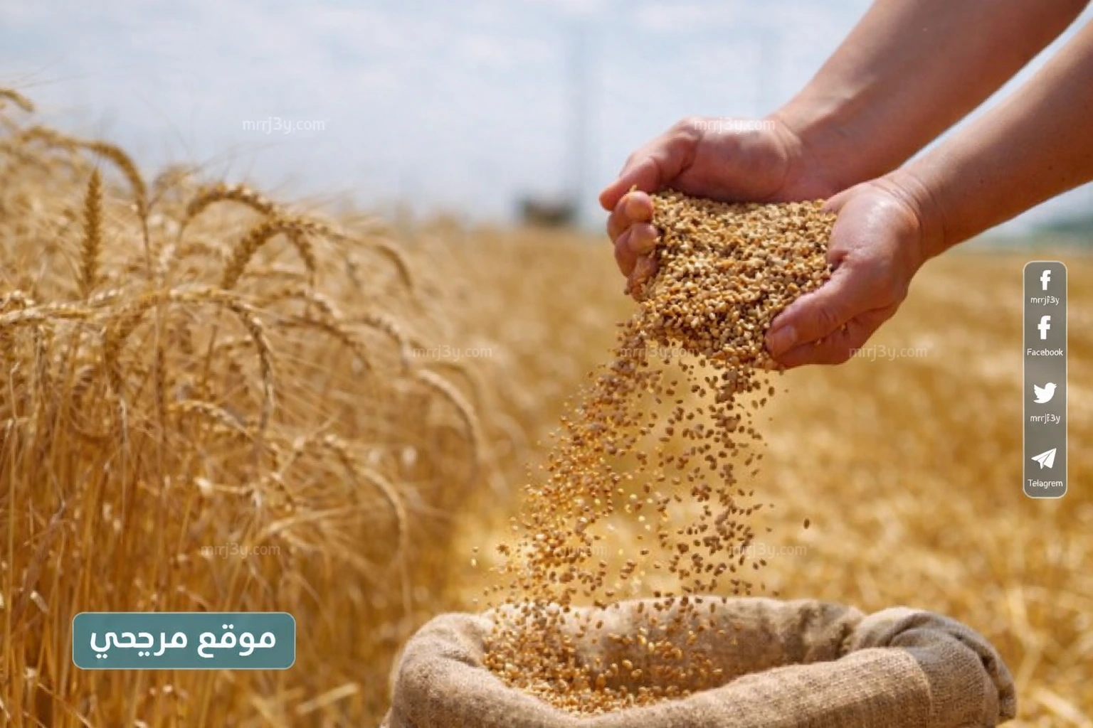 القمح