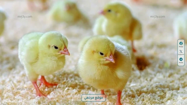 اسعار الكتاكيت اليوم