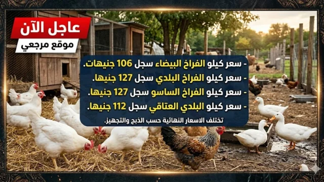 انهيار الاسعار.. سعر الفراخ البيضاء اليوم البيضاء تتحرك والاسواق تترقب موجة شراء