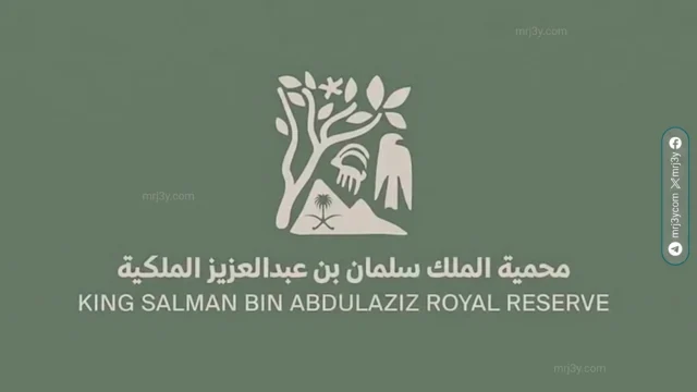 بدء إخراج الإبل السائبة من عرنان
