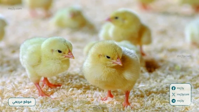 بورصة الدواجن