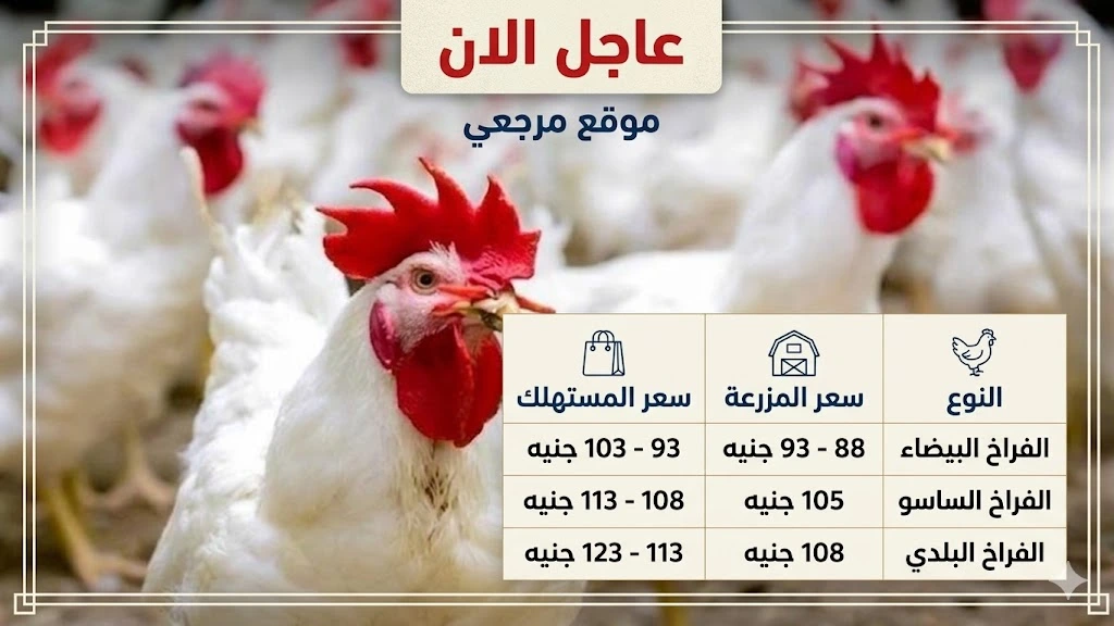 بورصة الدواجن أسعار الفراخ البيضاء