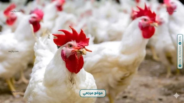 بورصة الدواجن أسعار الفراخ البيضاء