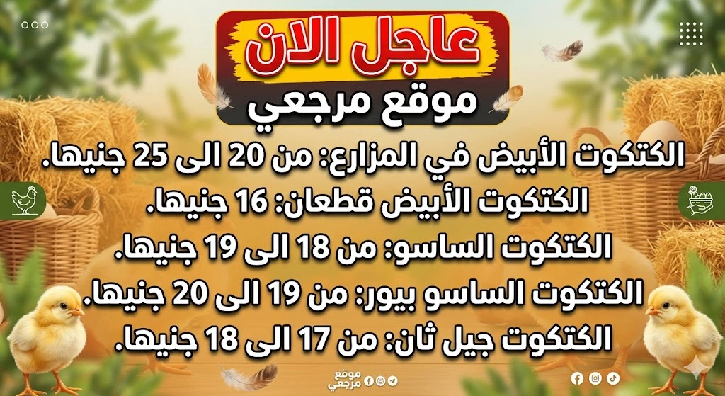 بورصة الدواجن أسعار الكتاكيت اليوم السبت 25 ابريل 2026 تتحرك بين الشركات والمزارع 2 بورصة الدواجن أسعار الكتاكيت اليوم السبت 25 ابريل 2026 تتحرك بين الشركات والمزارع