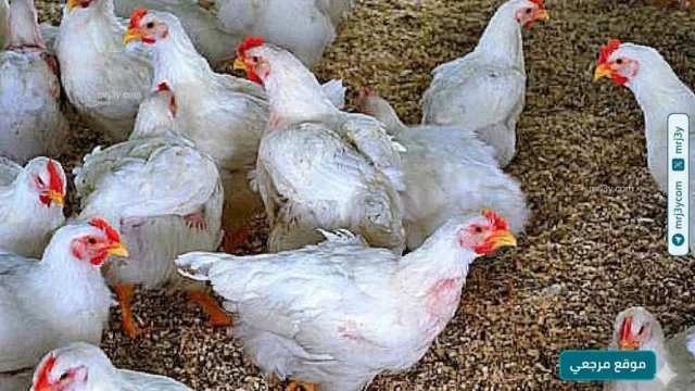 بورصة الدواجن ارتفاع سعر الفراخ البيضاء اليوم السبت 11-4-2026 بعد تراجع أمس