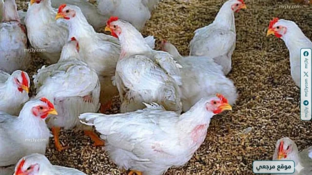 اسعار الدواجن اليوم