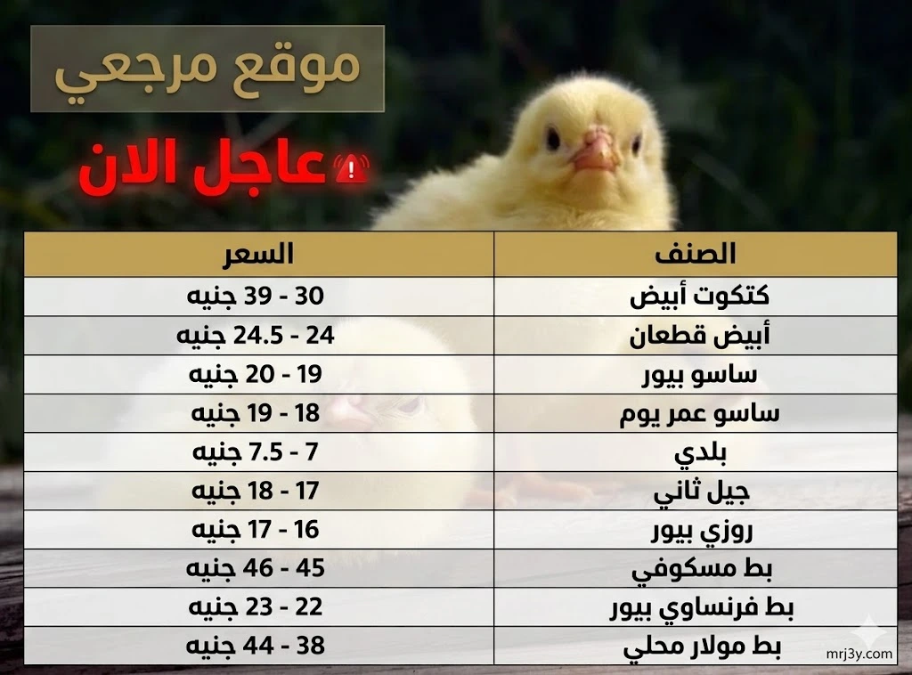 بورصة الدواجن الان أسعار الكتكوت والبط عمر يوم اليوم تقفز بالأسواق المحلية