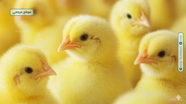 اسعار الكتاكيت اليوم