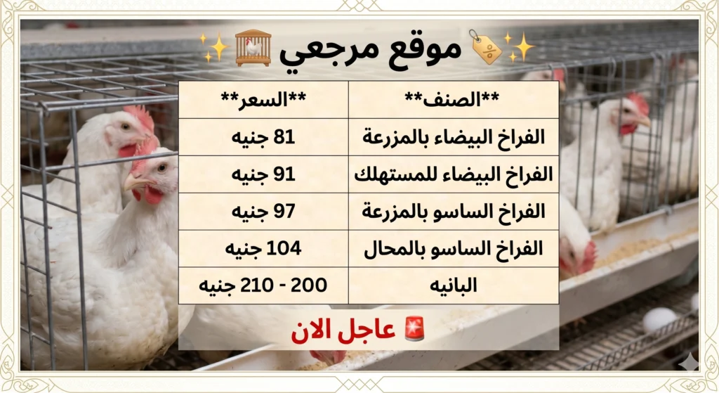 تحديث أسعار الفراخ اليوم في مصر تتباين بين البورصة والأسواق الثلاثاء 21 أبريل 2026